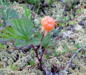 Cloudberry