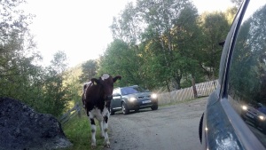 Cows on the road