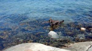 Dimma swimming at Saltö